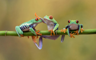 Three frogs branch portrait macro - its head on free wallpaper