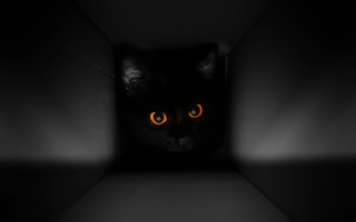 Cat glowing eyes dark room - cubofuturism free wallpaper