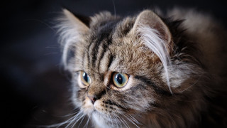 Blue eyed cat looking camera - sharp focus free wallpaper