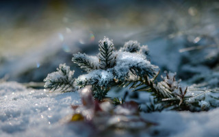 Snow covered plant macro bokeh - winter free wallpaper