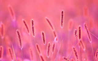Pink flower field gradient sky - a pink sky in the background free wallpaper for desktop