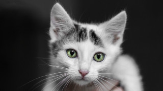 Black cat green eyes symmetrical 4 - symmetrical free wallpaper