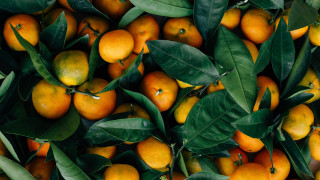 Orange leaves pile stilllife halloween - a pile of oranges free wallpaper