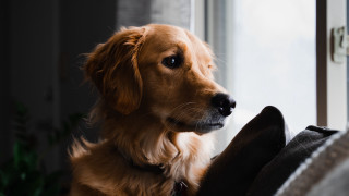 Dog couch window plant furry - the room free wallpaper