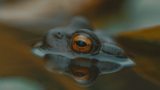 Frog eye water leaf reflection - animal free wallpaper for desktop