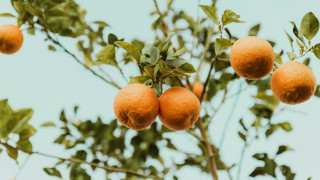 Orange tree with leaves and - a blue sky in the background free wallpaper for desktop