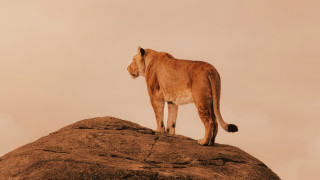 Lion rock desert sky wildlife - a sky background free wallpaper for desktop