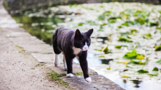 Black white cat walking pond - cat free wallpaper
