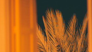 Palm tree night window fireworks - carol bove free wallpaper