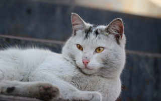 White cat laying on bench - his face free wallpaper