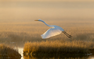 White bird marsh field reeds - a photorealistic painting free wallpaper