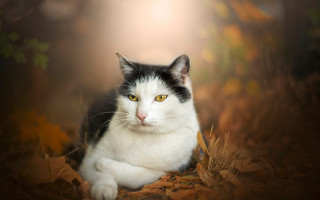 Black white cat leaves light - a pile of leaves free wallpaper