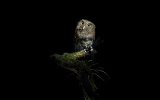 Small owl tree branch dark - a small owl free wallpaper