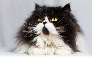 Black white cat yellow eyes 16 - a white backdrop free wallpaper