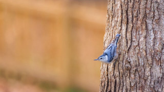 Blue bird peeking tree fence - nature photography free wallpaper