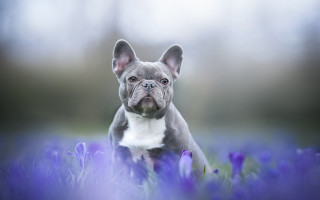 Small dog flower field sad 2 - a field of flowers free wallpaper