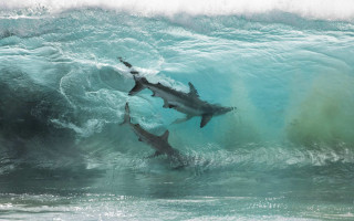 Sharks ocean wave beach photorealistic - naturalism free wallpaper