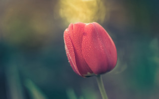 Red flower water droplets macro 12 - single free wallpaper