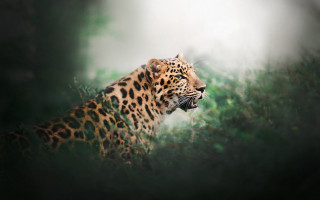 Leopard ears glass gloves outdoors - the distance free wallpaper