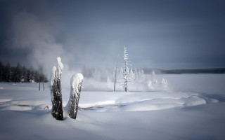 Snow covered field trees misty - field free wallpaper