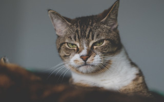 Sad cat on bed green - angry free wallpaper