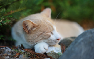 Sleeping cat rock woods blurry - a rock free wallpaper