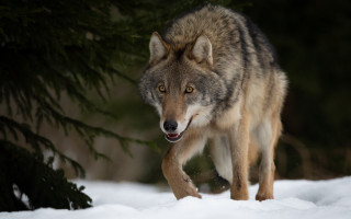Wolf snow tree licking shiba - tongue free wallpaper