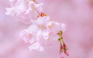 Pink flower blurry background macro 5 - a blurry background of flowers free wallpaper