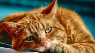 Cat blue chair paw looking - its paw free wallpaper
