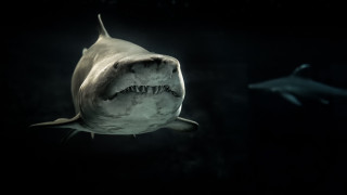 Shark open mouth sharklight shockart - real life skin free wallpaper