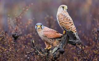 Birds of prey autumn wildlife - tall grass free wallpaper