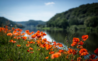 Flower field river mountain sky - impressionist free wallpaper