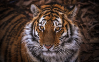 Tiger sad look black background - a tiger free wallpaper
