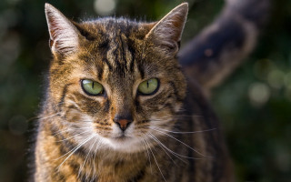 Green eyes cat macro photorealistic - the background and a blurry background of leaves free wallpaper