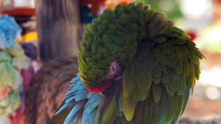 Green parrot red head blue - blue wing free wallpaper
