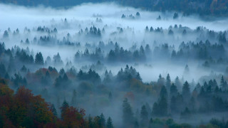 Foggy forest autumn leaves bare - volumetric fog free wallpaper