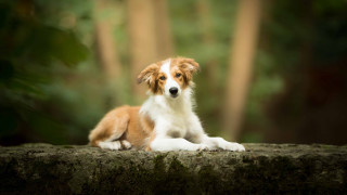 Dog forest rock blurry background - a rock free wallpaper