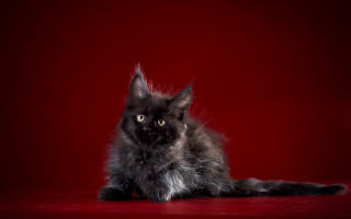 Black cat red surface serious - a black cat free wallpaper