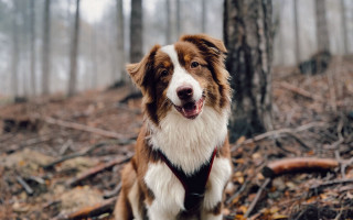 Dog woods smile harness bokeh - its face free wallpaper