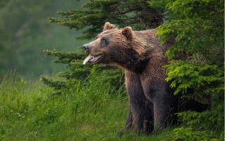 Brown bear forest outdoors wildlife - a brown bear free wallpaper