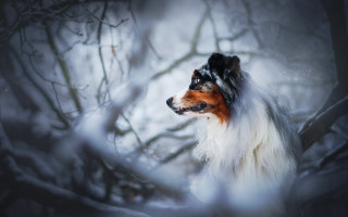 Dog snow tree branch blurry - elke vogelsang free wallpaper