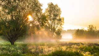Foggy field tree grass sunset - impressionist free wallpaper
