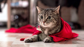 Regal cat red cape room - a red cape free wallpaper