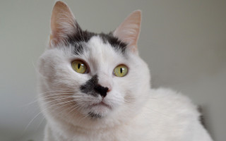 White cat serious look green - a white cat free wallpaper