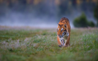 Tiger walking green field forest 2 - a foggy day free wallpaper
