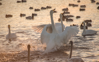 Swan flapping water ducks sunset - sunset free wallpaper