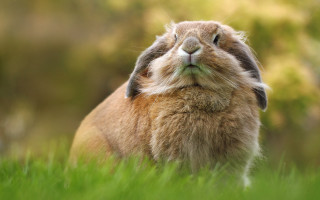 Brown rabbit laying in grass - beatrix potter free wallpaper