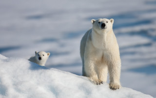 Polar bear cub snowy hill - a snowy background free wallpaper