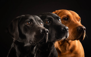 Three dogs black background animal - three dog free wallpaper
