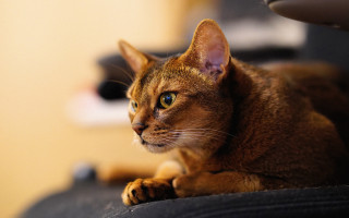 Serious cat on chair neogeo - serious free wallpaper